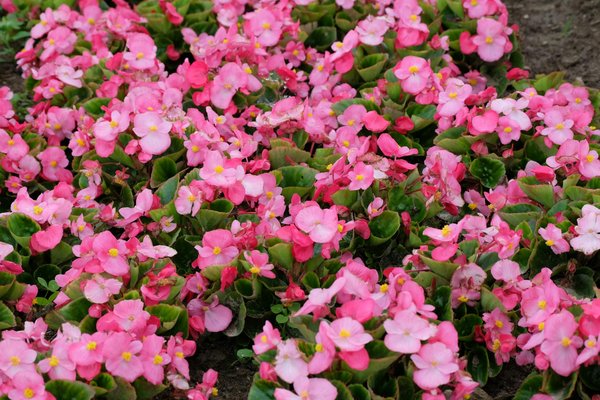 Fontaine à eau filtrante : choisissez l'eau pure sans compromis