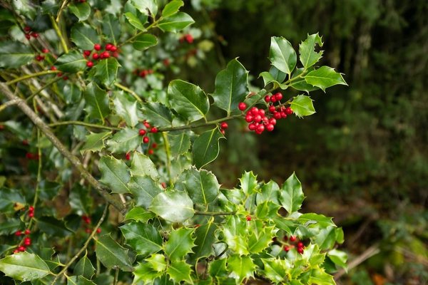 Quels arbustes sont les plus adaptés pour une terrasse urbaine ventée ?