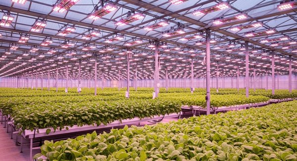 Les luminaires pour les cultures : l'éclairage LED révolutionne l'horticulture moderne